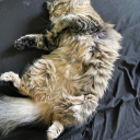 moonlit-edge222 avatar