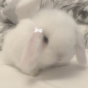 moonlitbunny avatar