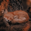 moonlitemoss-cottage avatar