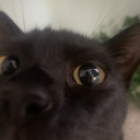 moonlitmothlady avatar