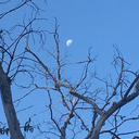 moonmadepoetry avatar