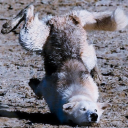 moonmoonloves avatar