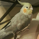 moonpiethecockatiel avatar