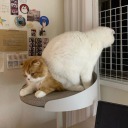 moonsandflowerss avatar