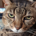 moonshine-yarrow avatar