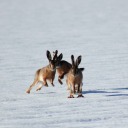 moonshineandwool avatar