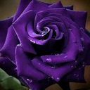 moonstruckandmanic avatar