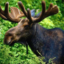 moose-calendar-blog avatar