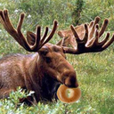 moosebagel avatar