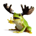 moosefrog avatar