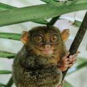 more-gremlin-than-fae avatar