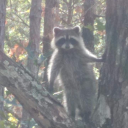 more-like-dumb-major avatar