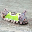 morebellynonsense avatar