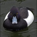 moreduckspron avatar