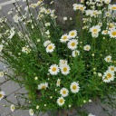 moresunflower-blog avatar