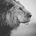 morethanwooords avatar