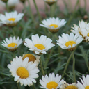 morfinaenvena avatar