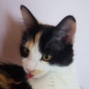 morgan-le-fox avatar