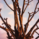 morganhill-murphy avatar