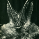 morgue-orchid avatar