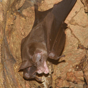 morguebat avatar