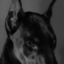 morguemuttguts avatar