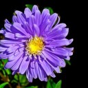 morning-asters avatar