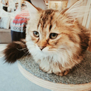 morningbluesky avatar