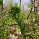 morningreveries avatar