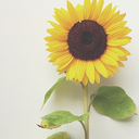 morningsunflowers avatar