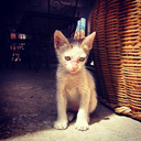 moroccanstreetcats avatar