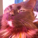 morosemeadows avatar