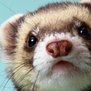 morosestferret avatar