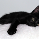 morpheusthecat avatar