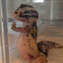 morphine-toasts avatar