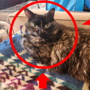 morphinemilkshake avatar