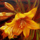 morpho-aurora avatar