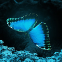 morpho-blues avatar