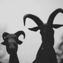 mortalcolddecay avatar