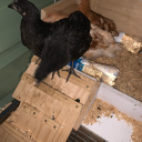 mortalengineer avatar