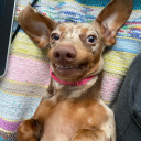 mortishia-addams avatar