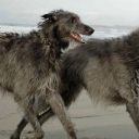 mortisinferno avatar