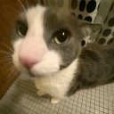 moscasaturada01 avatar