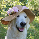 mosharellasticks avatar