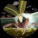 moss-moths-eyes-and-whimsy avatar