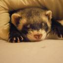 moss-systems-stuff avatar