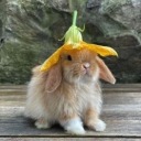 mossandviolets avatar