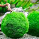 mossballavalon avatar