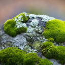 mossbear-minese avatar