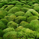 mossfernsandlichen avatar